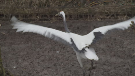 Grulla-De-Nuca-Blanca-Corriendo-Y-Batiendo-Las-Alas