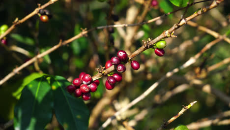 Frische-Kaffeebohnen-Am-Baum