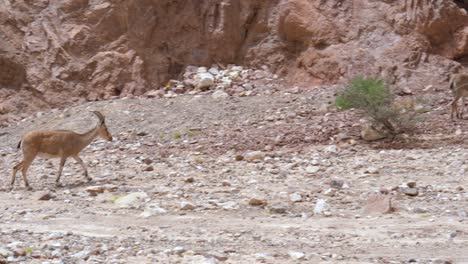 Una-Cabra-Montés-Macho-Se-Acerca-A-Un-Grupo-De-Cabras-Montesas-Que-Buscan-Comida-En-Un-Entorno-Desértico-Cerca-De-Eilat,-Israel