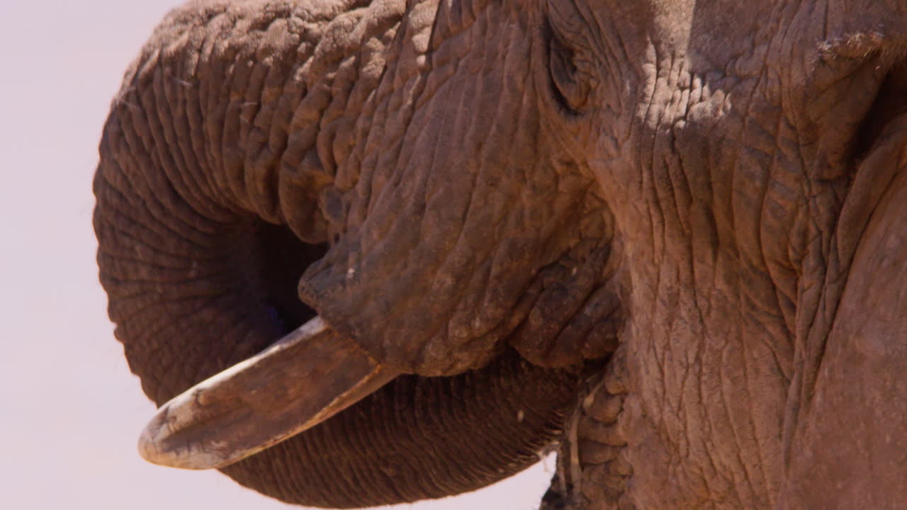 Cabeça de elefante-da-savana africano de pé num bebedouro