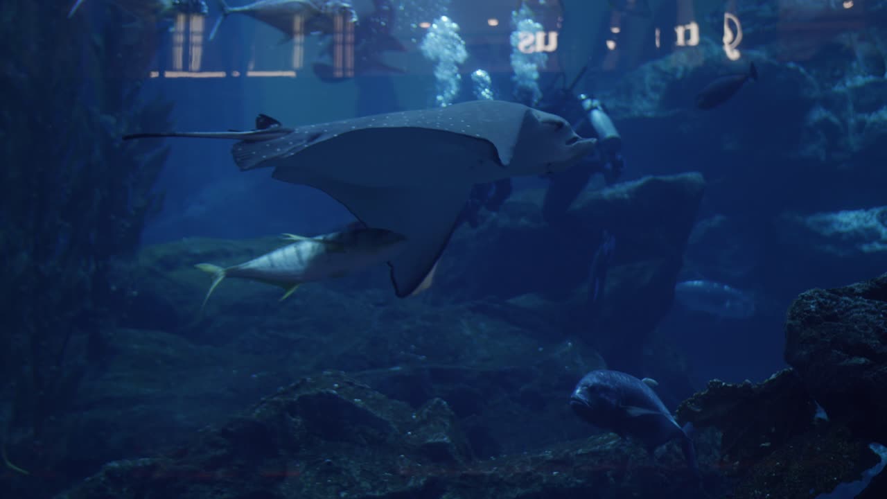 수족관, 바다 생활, 물고기, 대양, 물, 수중, 수족관, 두바이 몰, 관광 여행