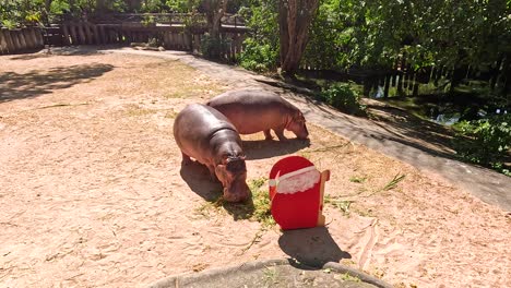 hippo interacts with a red feeding bucket