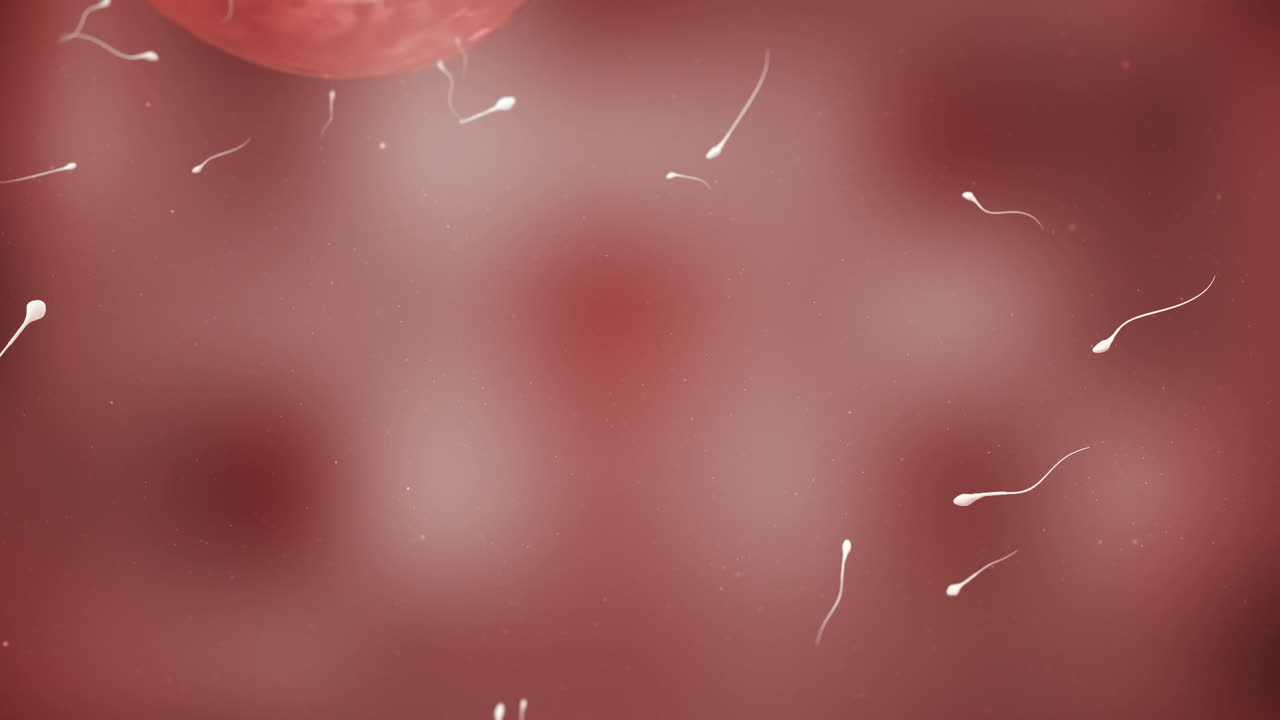 un óvulo en movimiento siendo fertilizado por espermatozoides