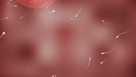 moving egg cell being fertilized by sperm