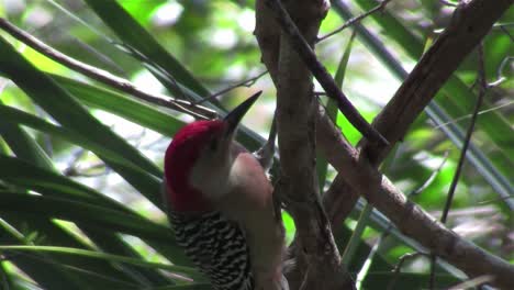 a red bellied woodpecker in a forest