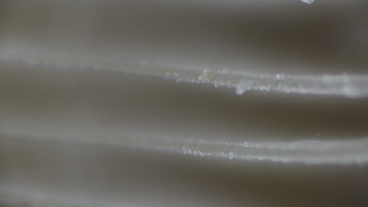 Mushroom Spores drifting past Mushroom Gills