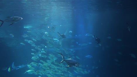 diverse fish swimming in a deep blue sea