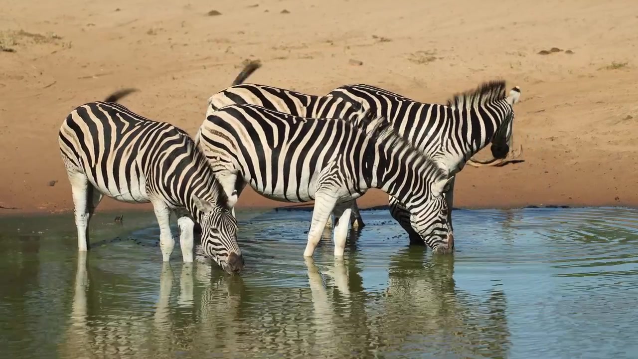 Quattro zebre di Burchell che stanno con gli zoccoli nell'acqua mentre bevono, Riserva di caccia di Mkuze.
