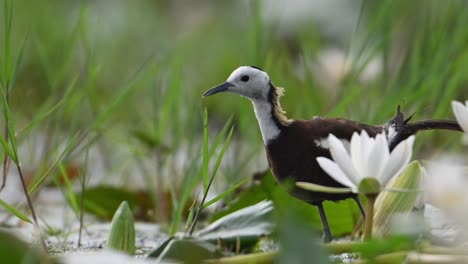 closeup shot of pheasant tailed jacana with flowers