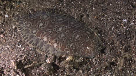 Moses-Seezungenflunder-Kriecht-Nachts-über-Vulkanischen-Sand-In-Anilao,-Philippinen