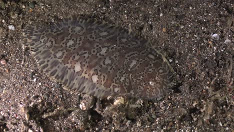 lenguado de moisés arrastrándose sobre arena volcánica por la noche en anilao, filipinas
