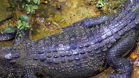 detail view of juvenile saltwater crocodile skin with its rough-textured scutes - barnacles crocodile farm