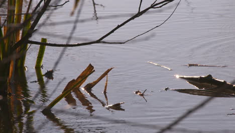 stunning cinematic 150 frames per second tight shot of droplets falling into a lake