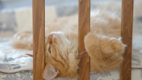 cute ginger cat lying in child bed. fluffy pet poked its head between rails of crib. cozy morning at home