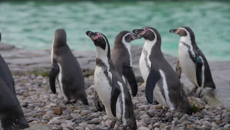 close up de la colonia de pingüinos humboldt en la hora de la alimentación en el zoológico esperando comida cerca del agua