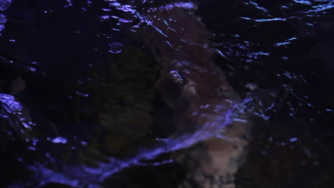 los peces nadan en el acuario en el mercado de pescado de busan, corea del sur