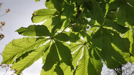 Castaño-Europeo-En-Vena-De-Hoja-De-Primer-Plano-De-Viento-Fuerte