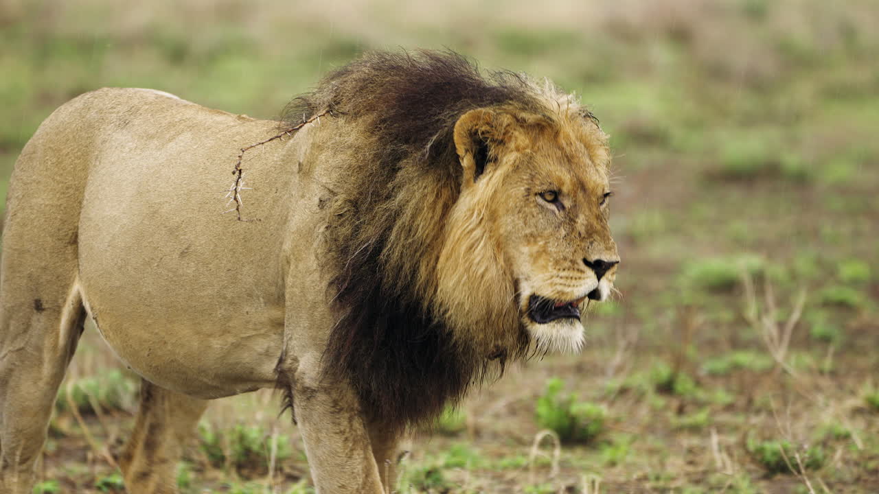 Lví samec kráčející divočinou v Central Kalahari Game Reserve, Botswana
