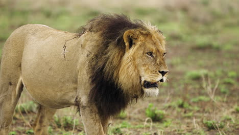 León-Macho-Caminando-En-El-Desierto-En-La-Reserva-De-Caza-Central-De-Kalahari,-Botswana