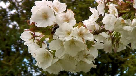 Tree-Bumblebee,-Bombus-Hypnorum,-collecting-pollen-from-the-blossom-of-the-Spring-Cherry-Blossom-tree