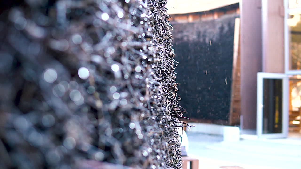 소금물이 떨어지는 가시 집 덤불의 극단적인 클로즈업