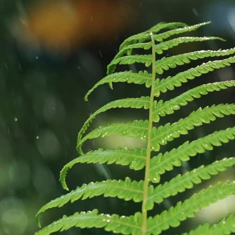 closeup of rain water drops fall on fern plant leaves in spring forest. slow motion.