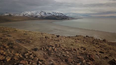 un bisonte vaga en la cima de una montaña a lo largo del gran lago salado justo antes del atardecer en un día de invierno