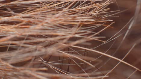 4k macro shot of a set of brown hair, on a man's head