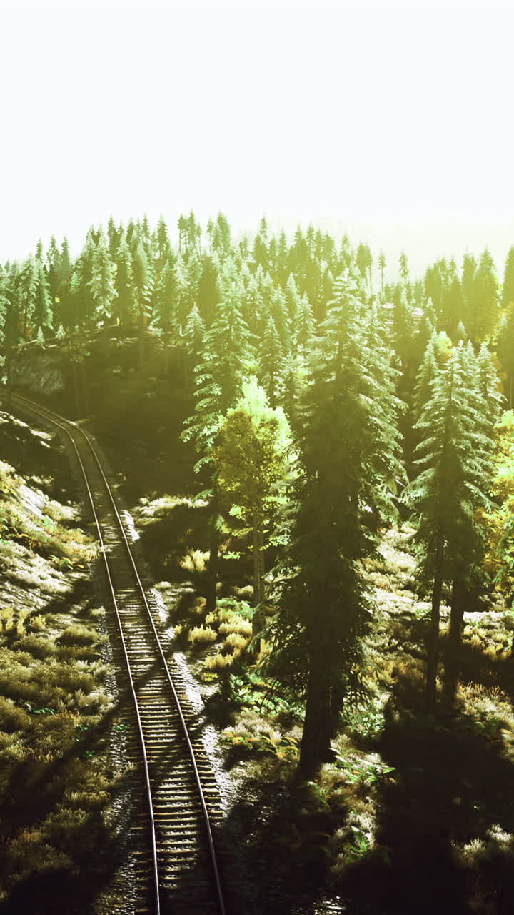 Scenic view of forest and railway track bathed in sunlight at golden hour