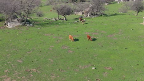 drone flight in an area of green grasses and rocks, some without leaves with a scattered group of cows of different colors grazing on a winter morning in ávila spain, the video is in slow motion