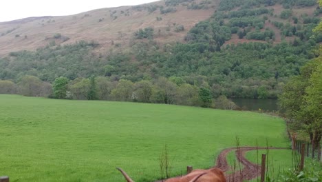 Tilt-down-droneshot-of-scottish-highlander-cow