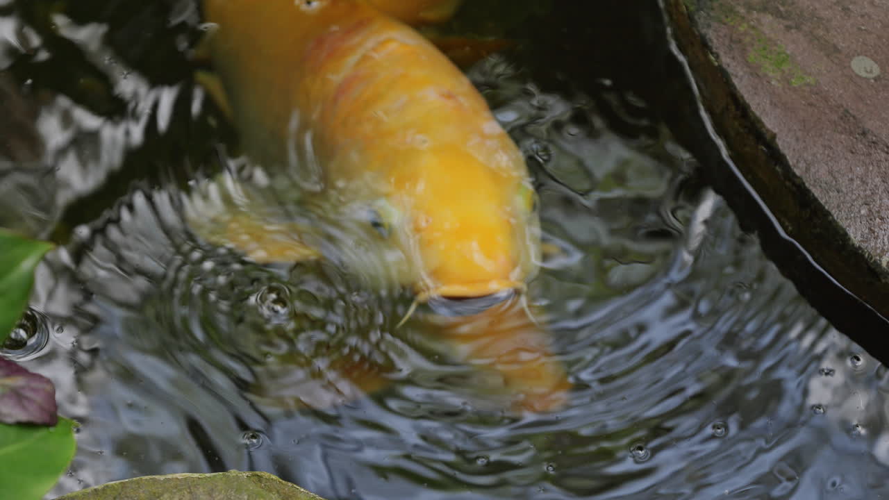 Koi carp in a pond in a tropical garden in bali