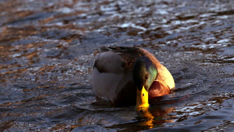 un canard nageant sur le lac.