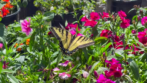 Una-Mariposa-Gigante-De-Cola-De-Golondrina-En-Un-Hermoso-Lecho-De-Flores-En-Un-Jardín-Botánico