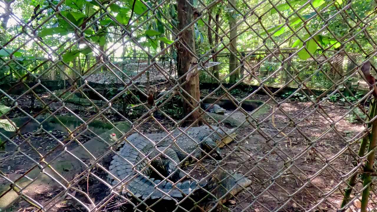 Movimiento de cámara manual espontáneo hacia adelante, revelando un cocodrilo marino filipino gigante o Crocodylus porosus arrastrándose dentro de una valla de tela metálica de un recinto. Siatón, Negros Oriental, Filipinas