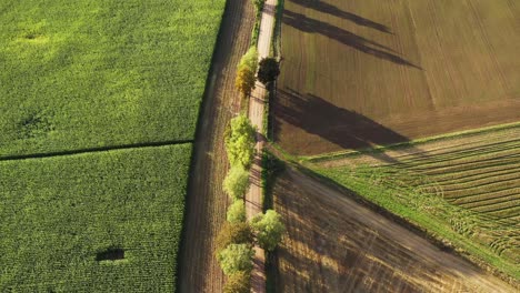 Coche-Negro-Conduce-Por-Un-Camino-De-Tierra-Rural-Entre-El-Campo-De-Maíz-Y-El-Suelo-Cultivable,-Vista-Aérea