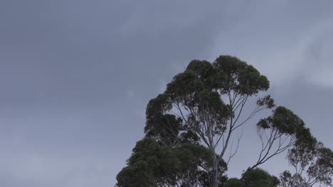 a gum tree blowing in the wind against a cloudy sky