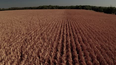 Aisles-and-rows-of-crops-lost-due-to-the-extreme-heat