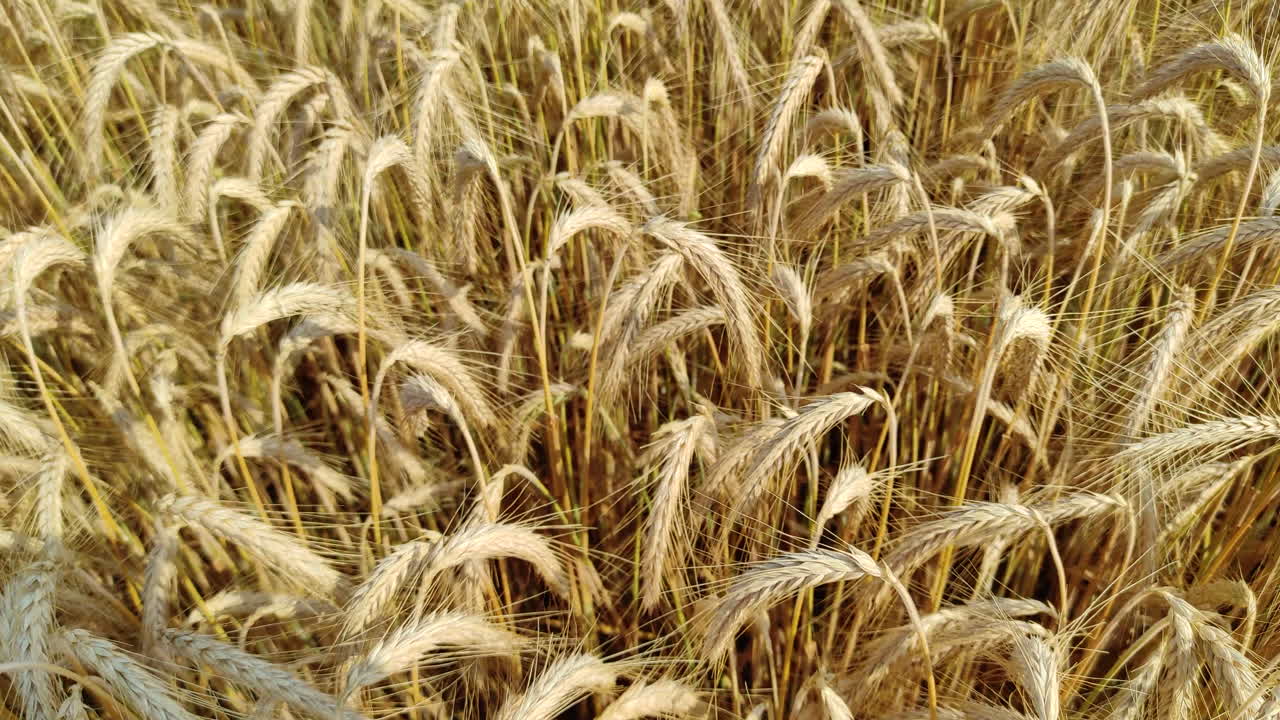 Full wheat field in the summer, the ears of wheat are moving in the wind, tilt up shot