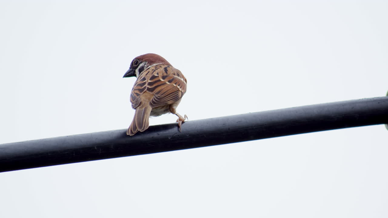 encaramado en un cable eléctrico como se ve desde su espalda durante un día brillante y nublado, el gorrión de árbol eurasiático passer montanus, tailandia