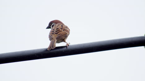 Encaramado-Sobre-Un-Cable-Eléctrico-Visto-Desde-Su-Espalda-Durante-Un-Día-Brillante-Y-Nublado,-Gorrión-Eurasiático-Passer-Montanus,-Tailandia