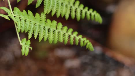 close-up of bracken fern with blurred background