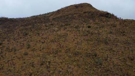 aerial view of a mountain covered with dry vegetation