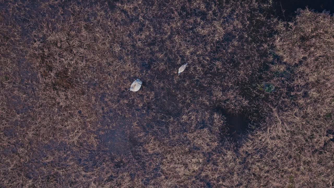 Cranes Feeding In Rural Swamp - Aerial Top Down