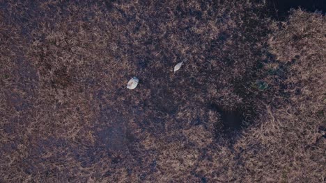 cranes feeding in rural swamp - aerial top down
