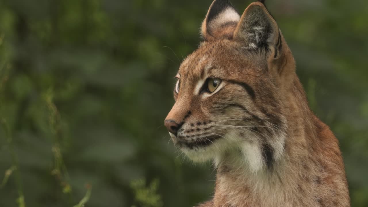 el lince eurasiático (lince lince) en el bosque.