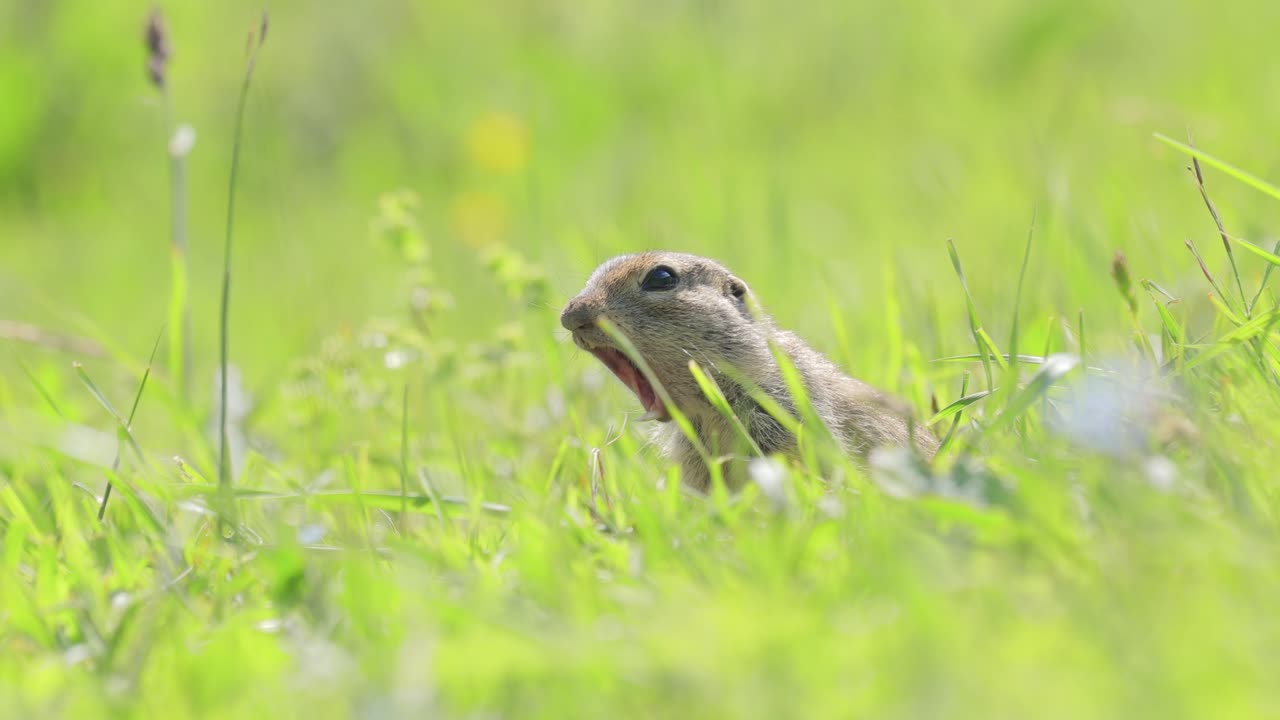 la ardilla de tierra caucásica de montaña o ardilla de tierra de elbrus (spermophilus musicus) es un roedor del género de las ardillas de tierra.