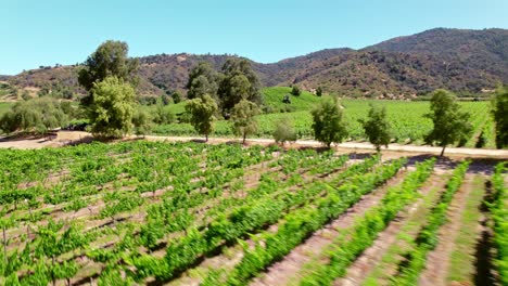 low aerial shot above ripe vineyards in the cachapoal valley region, chile