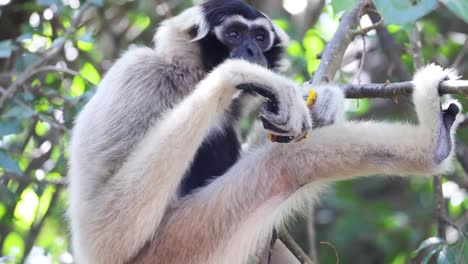 gibbon gracefully moves through tree branches