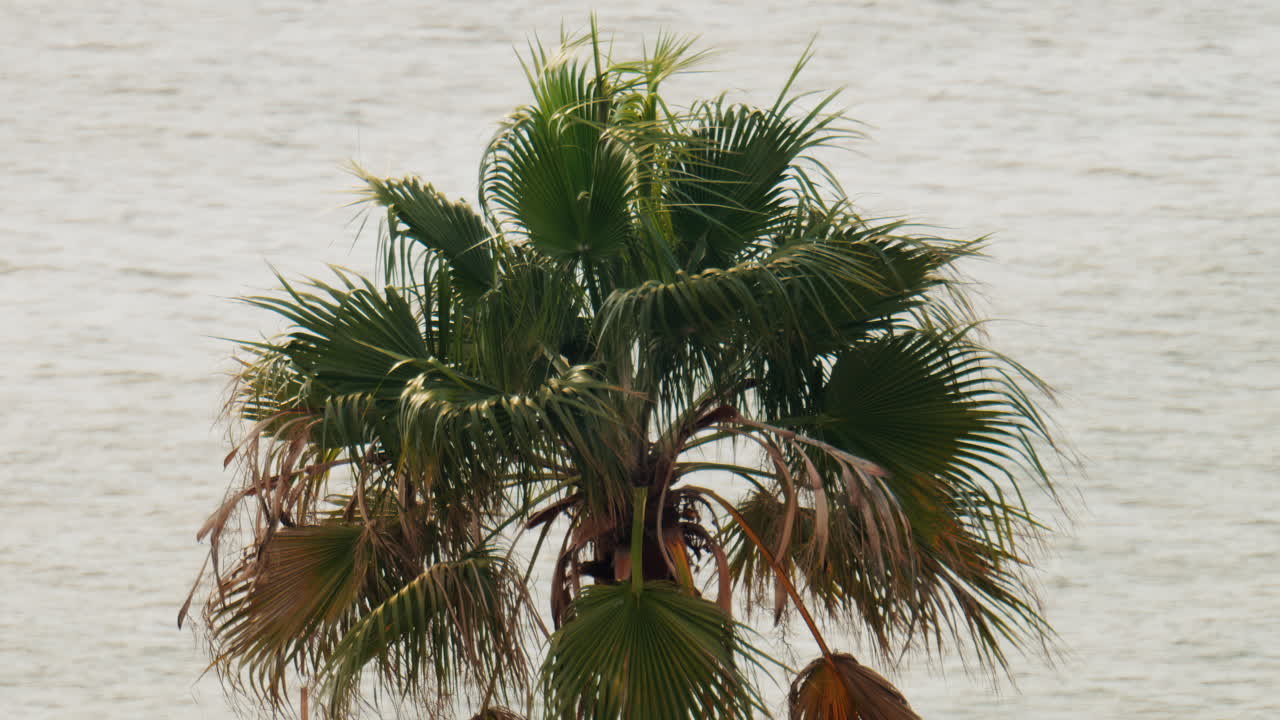 Dried palm tree on the beach with the grey sea on the background